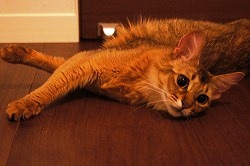 �t�@�~���[�R