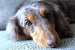 �t�@�~���[�U